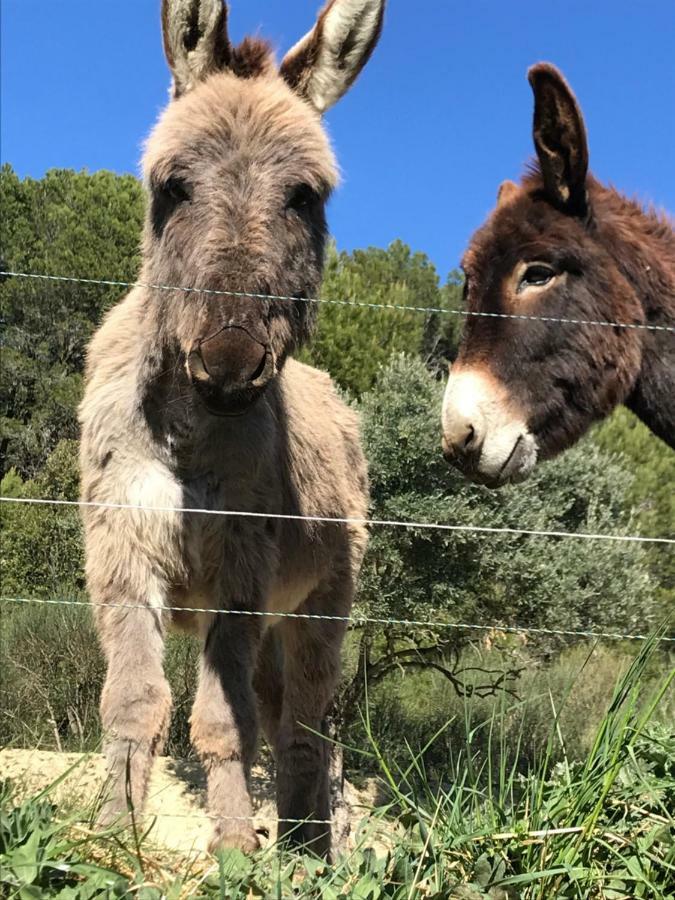 Bastide Bellugue Maison D'Hotes Reseau Bienvenue A La Ferme A 3 Minutes De Lourmarin Cadenet Luaran gambar